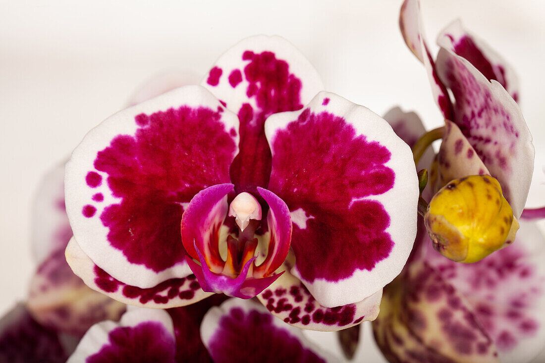 Phalaenopsis 'Purple Rain'