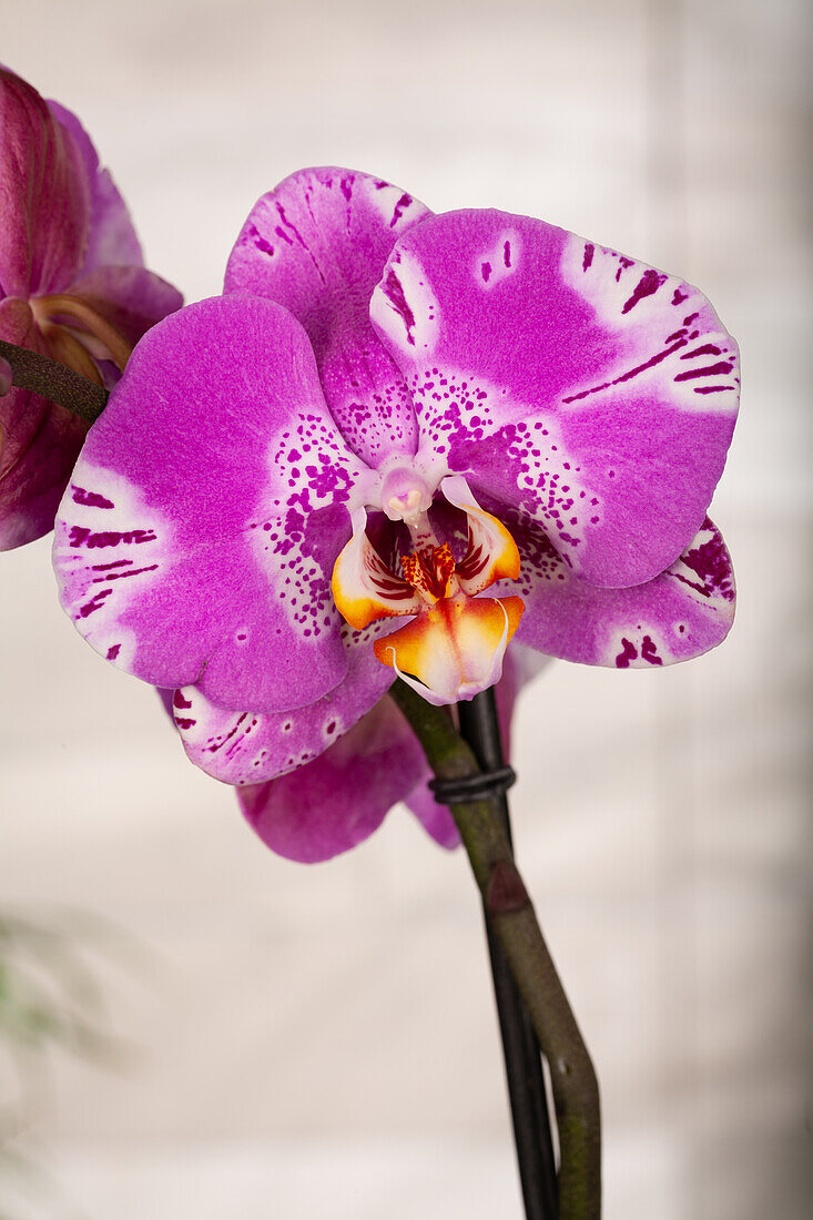 Phalaenopsis grandiflorum 'Victorio'