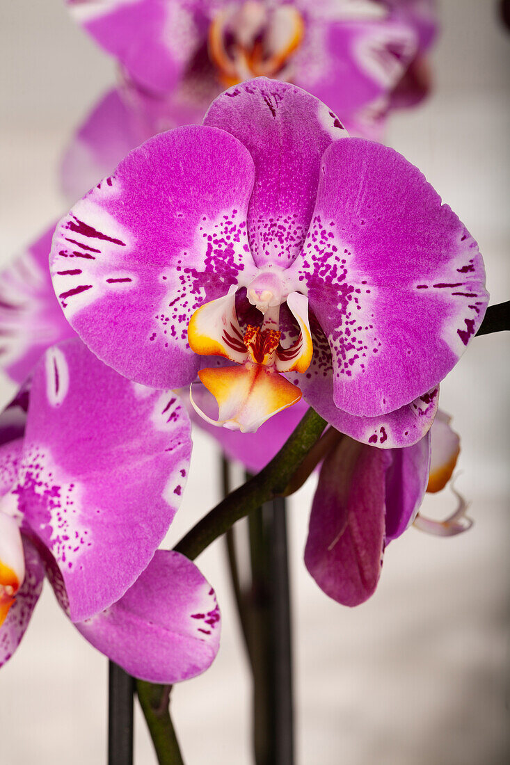 Phalaenopsis grandiflorum 'Victorio'