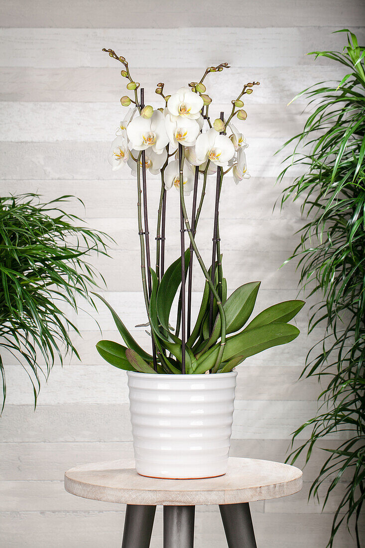 Phalaenopsis Duetto, weiß