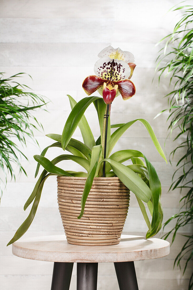 Paphiopedilum 'Ami Dürbusch'