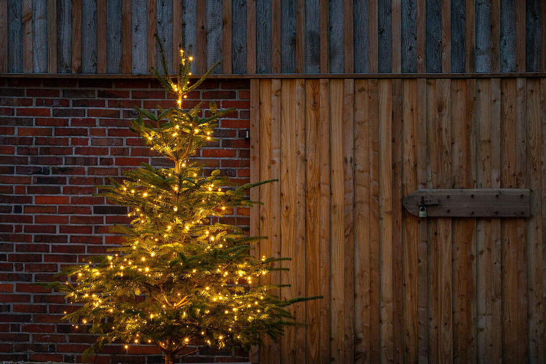 Lights in the garden - illuminated fir tree