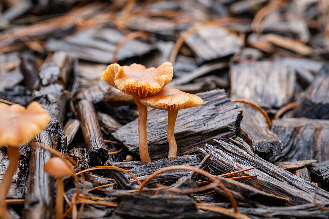 Mushrooms