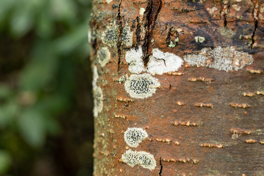 Alnus glutinosa