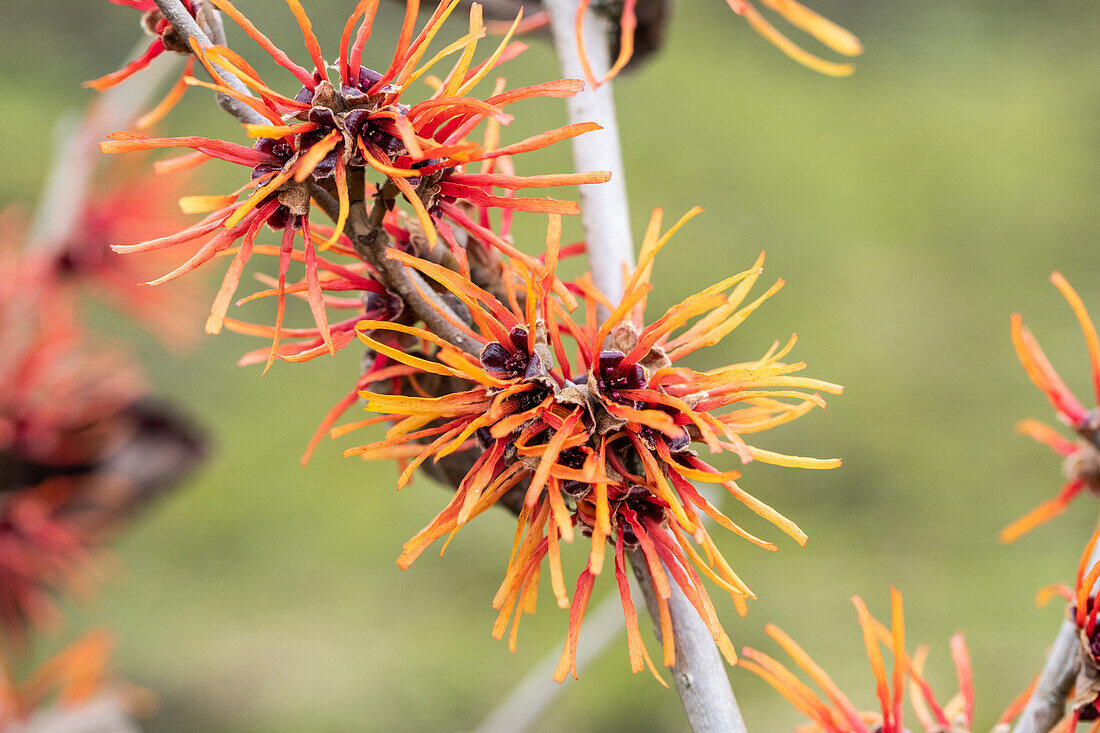 Hamamelis x intermedia 'Twilight'