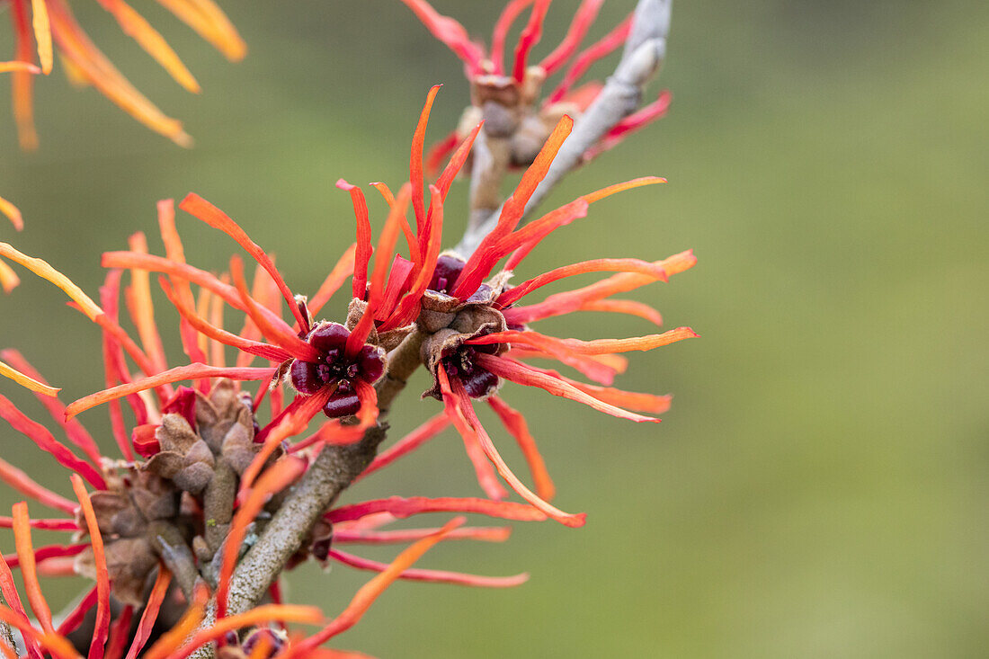 Hamamelis x intermedia 'Twilight'