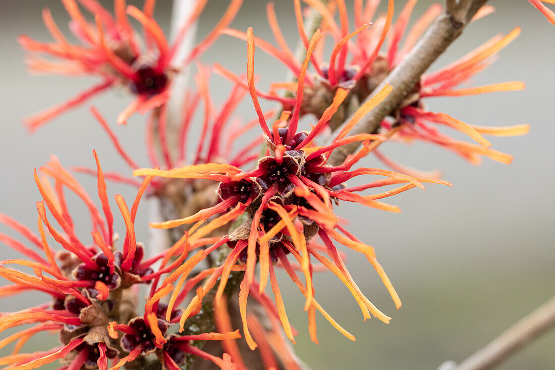 Hamamelis x intermedia 'Twilight'