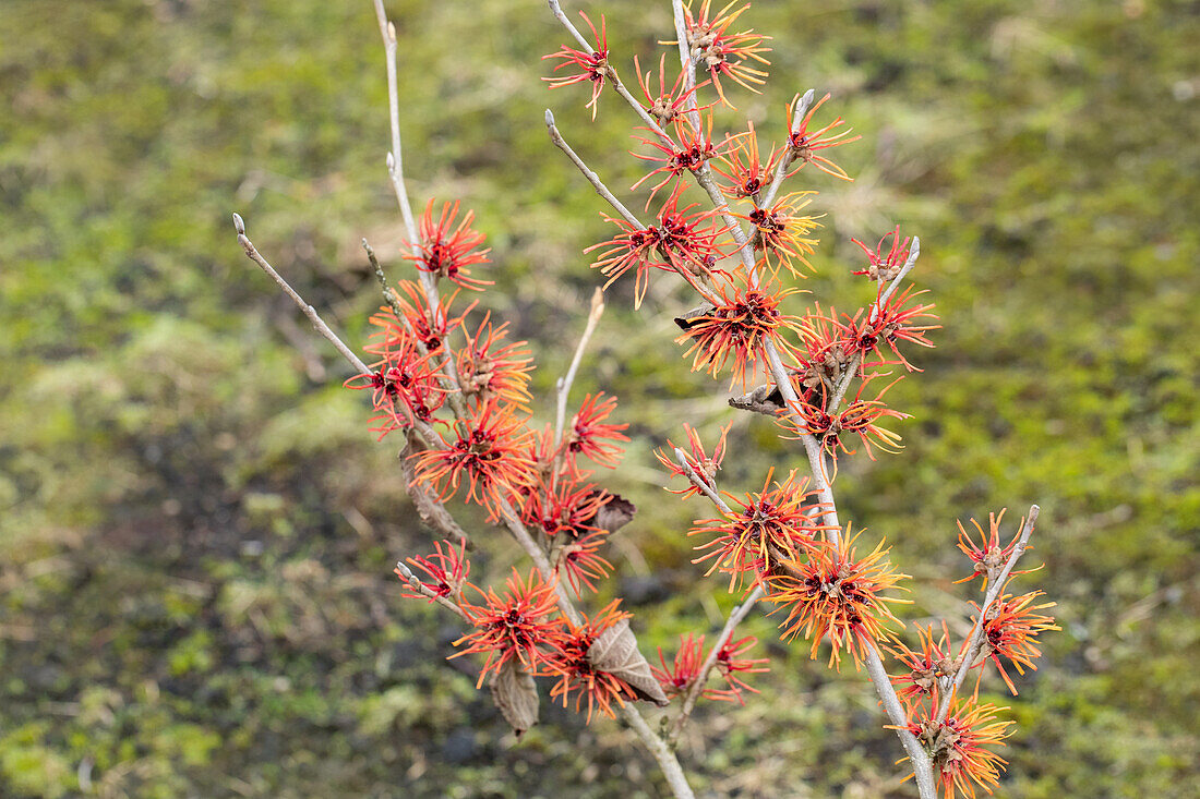 Hamamelis x intermedia 'Twilight'