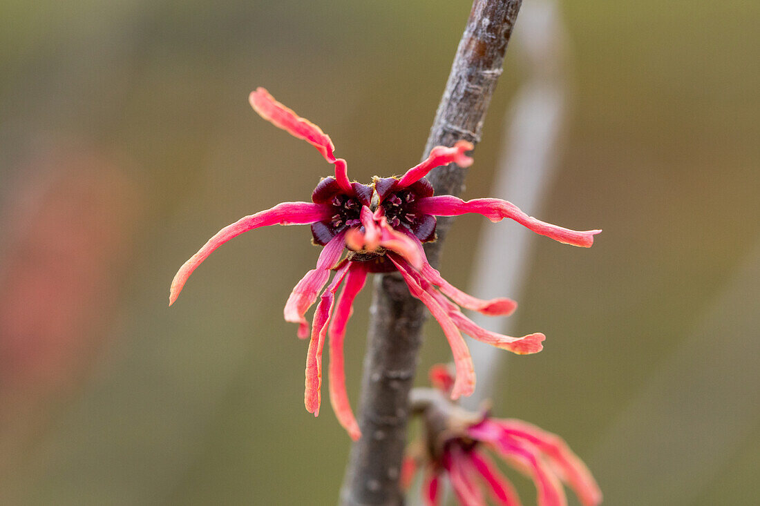 Hamamelis x intermedia 'Ruby Glow'