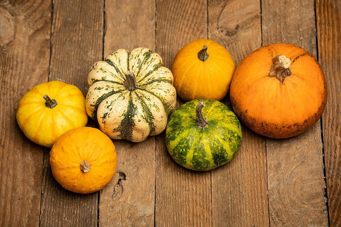 Thanksgiving - Pumpkins