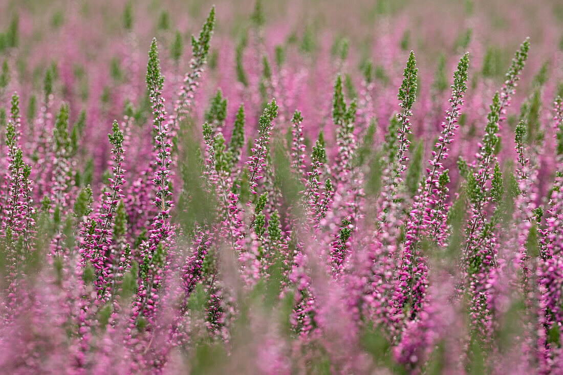 Calluna vulgaris Gardengirls® 'Lilli'