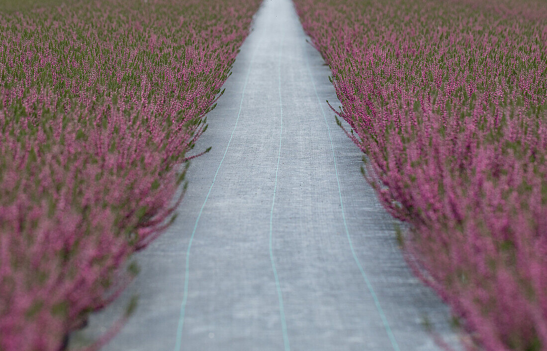 Soil fabric against weeds