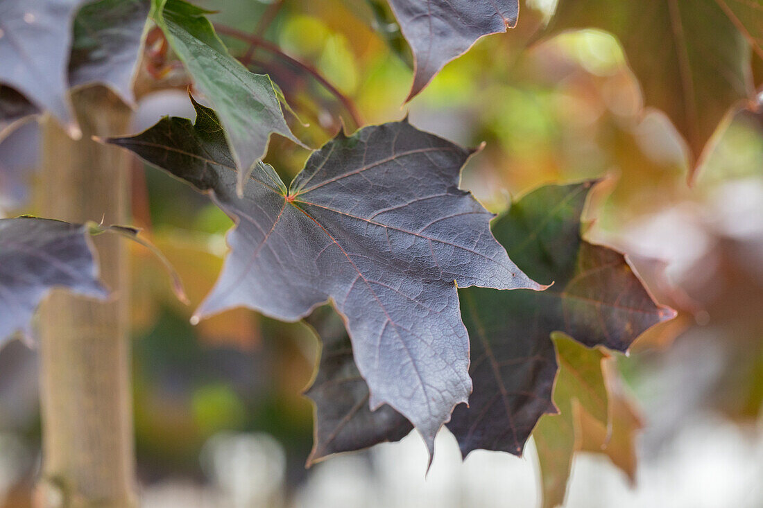 Acer platanoides 'Crerinson Semtry'