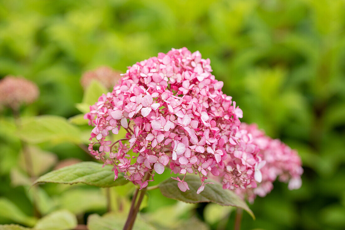 Hydrangea arborescens, pink