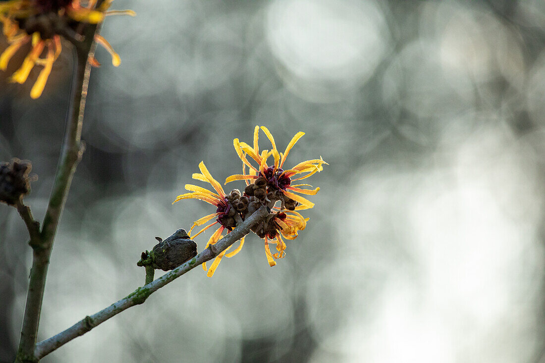 Hamamelis x intermedia 'Harry'