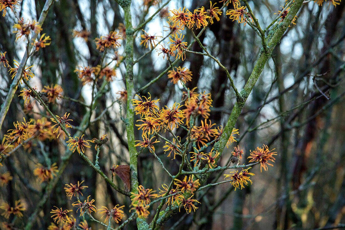 Hamamelis x intermedia 'Harry'