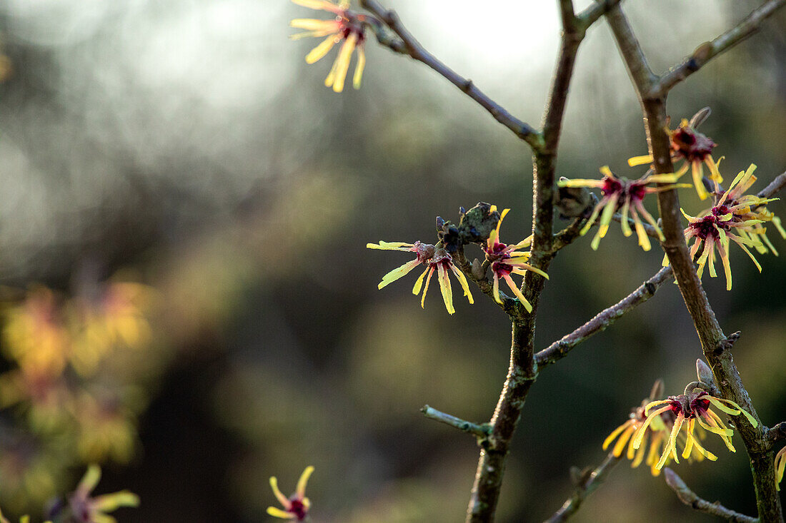 Hamamelis x intermedia 'Cyrille'