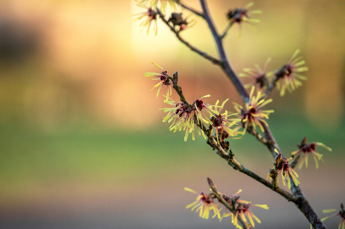 Hamamelis x intermedia 'Cyrille'