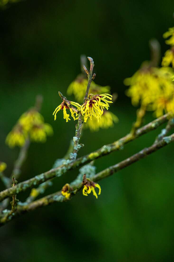 Hamamelis x intermedia 'Arnold Promise'