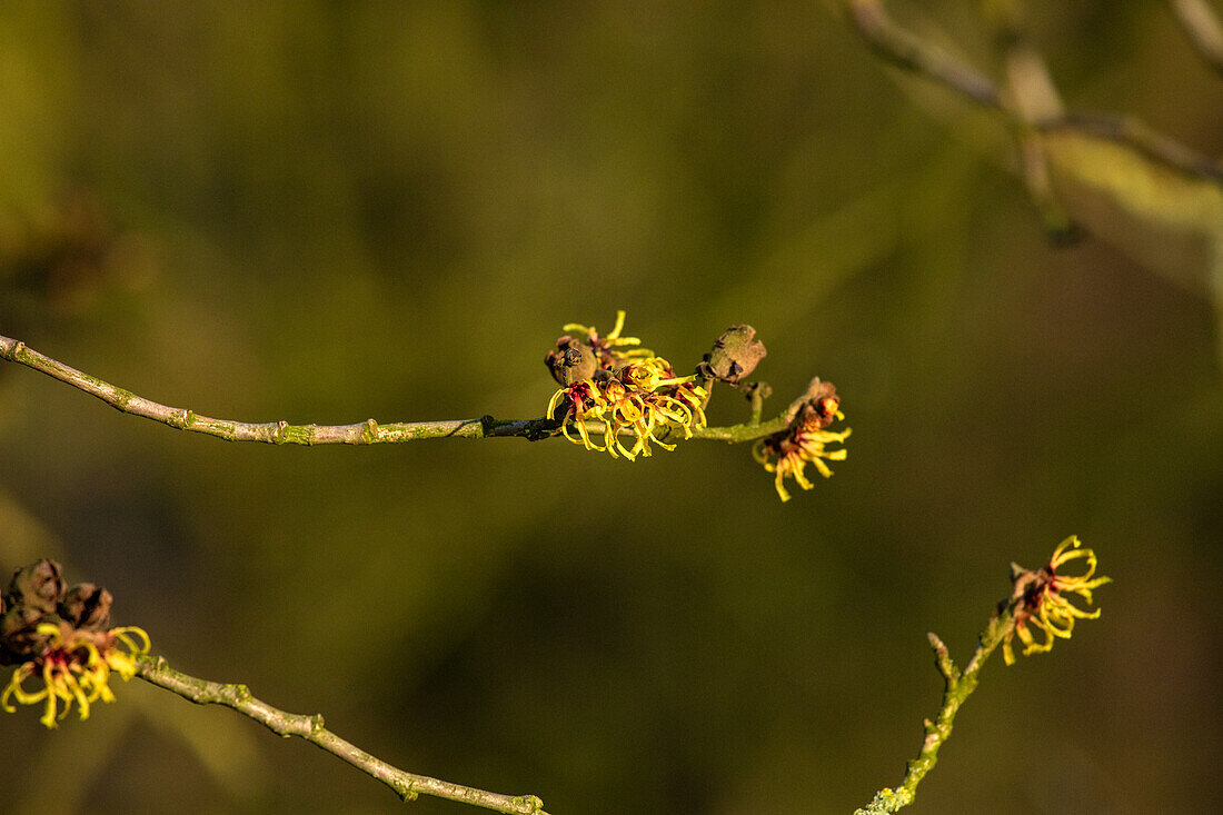 Hamamelis x intermedia 'Primavera'