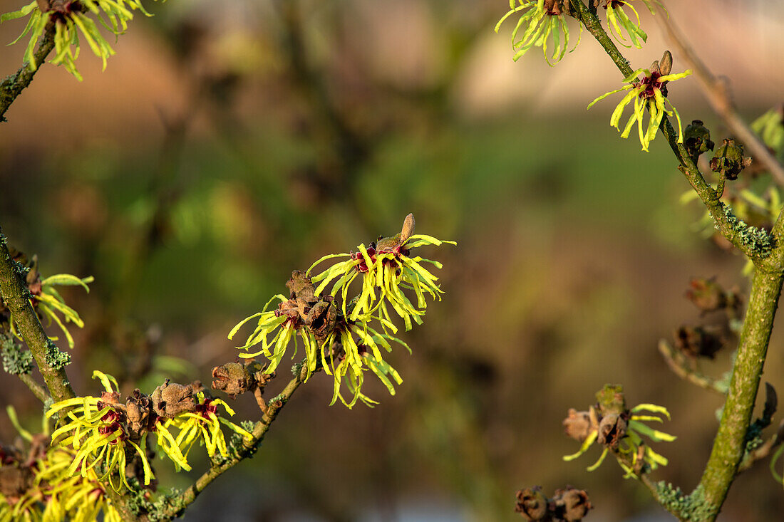 Hamamelis x intermedia 'Sunburst'