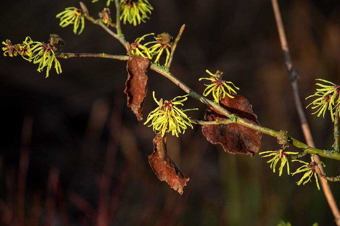 Hamamelis x intermedia 'Sunburst'