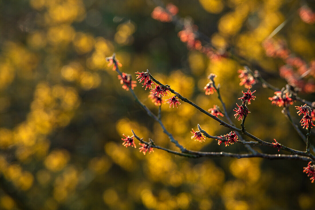 Hamamelis vernalis 'Lansing'