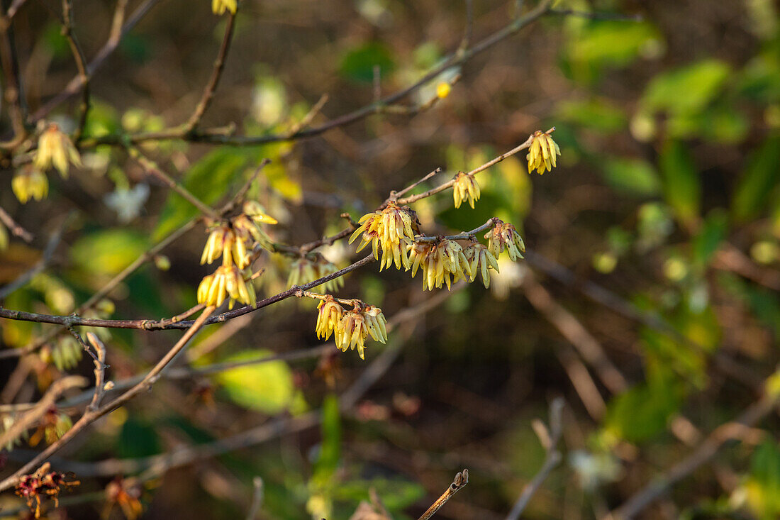 Chimonanthus praecox