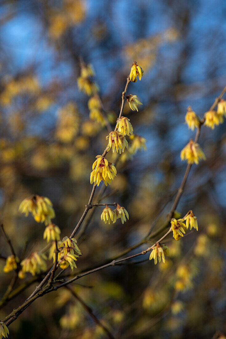 Chimonanthus praecox