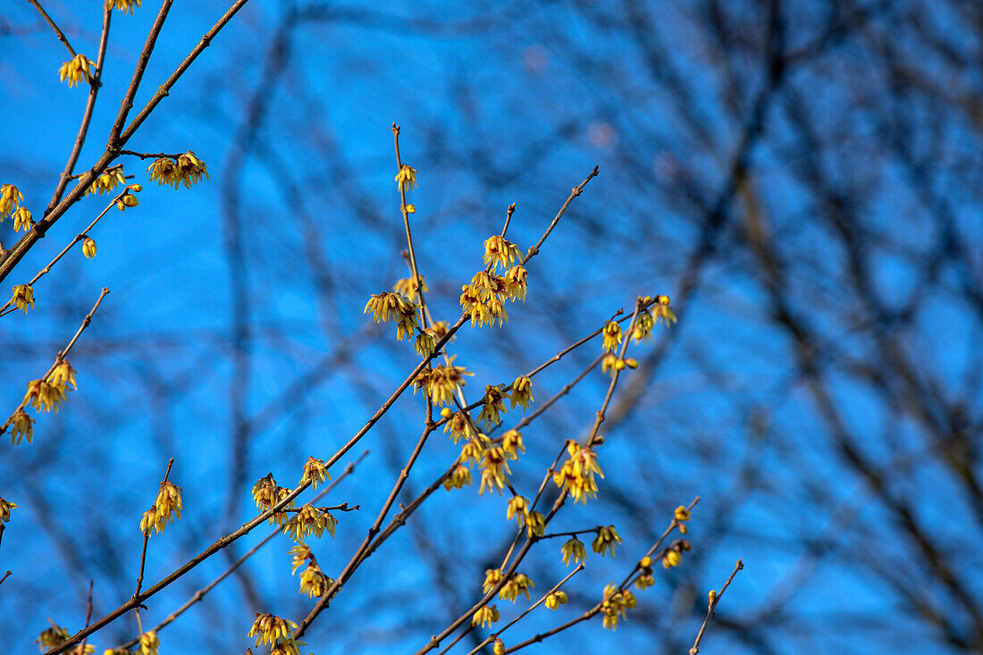 Chimonanthus praecox