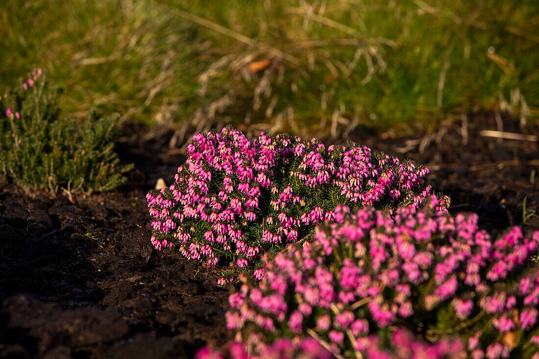 Erica carnea 'Eva'