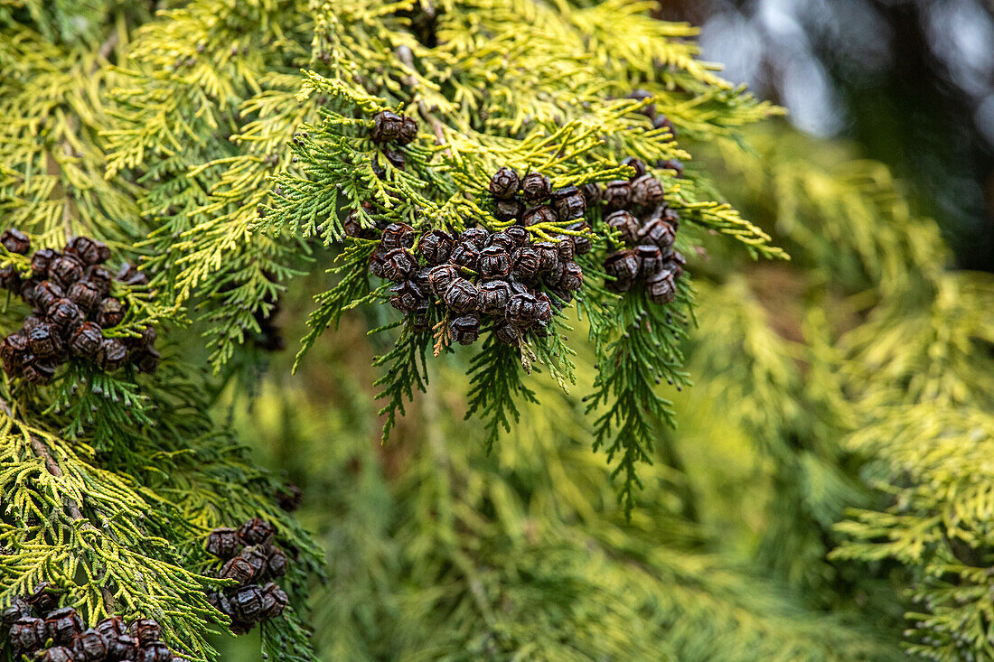 Thuja occidentalis