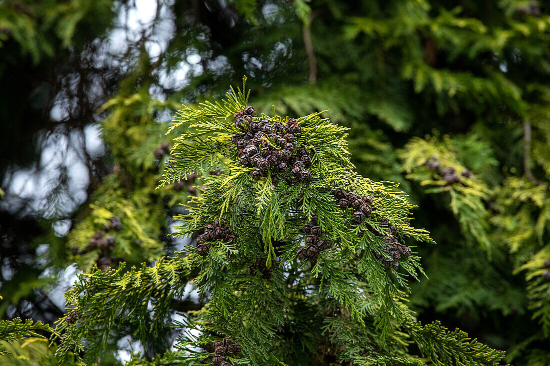 Thuja occidentalis