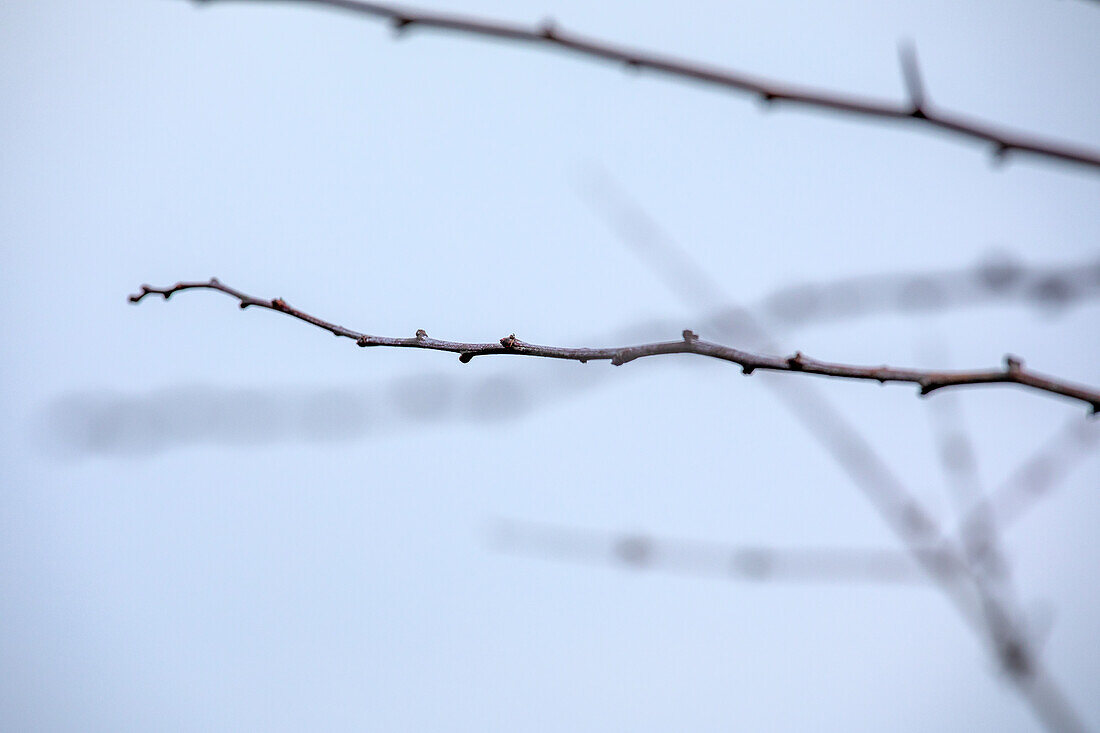 Crataegus laevigata