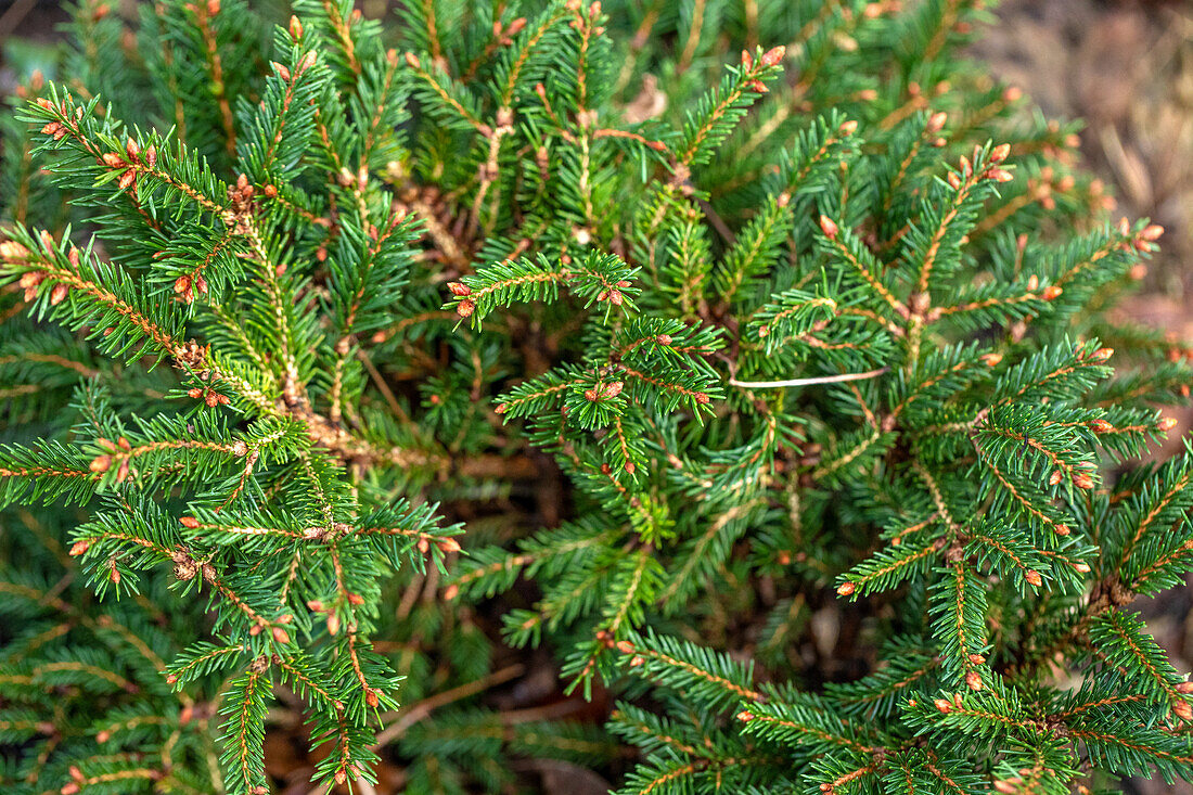 Picea abies 'Pygmaea'