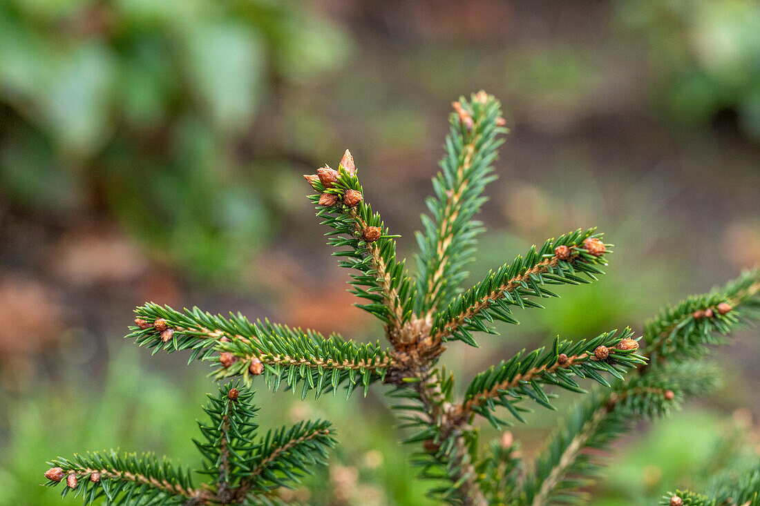 Picea abies 'Clanbrassiliana'