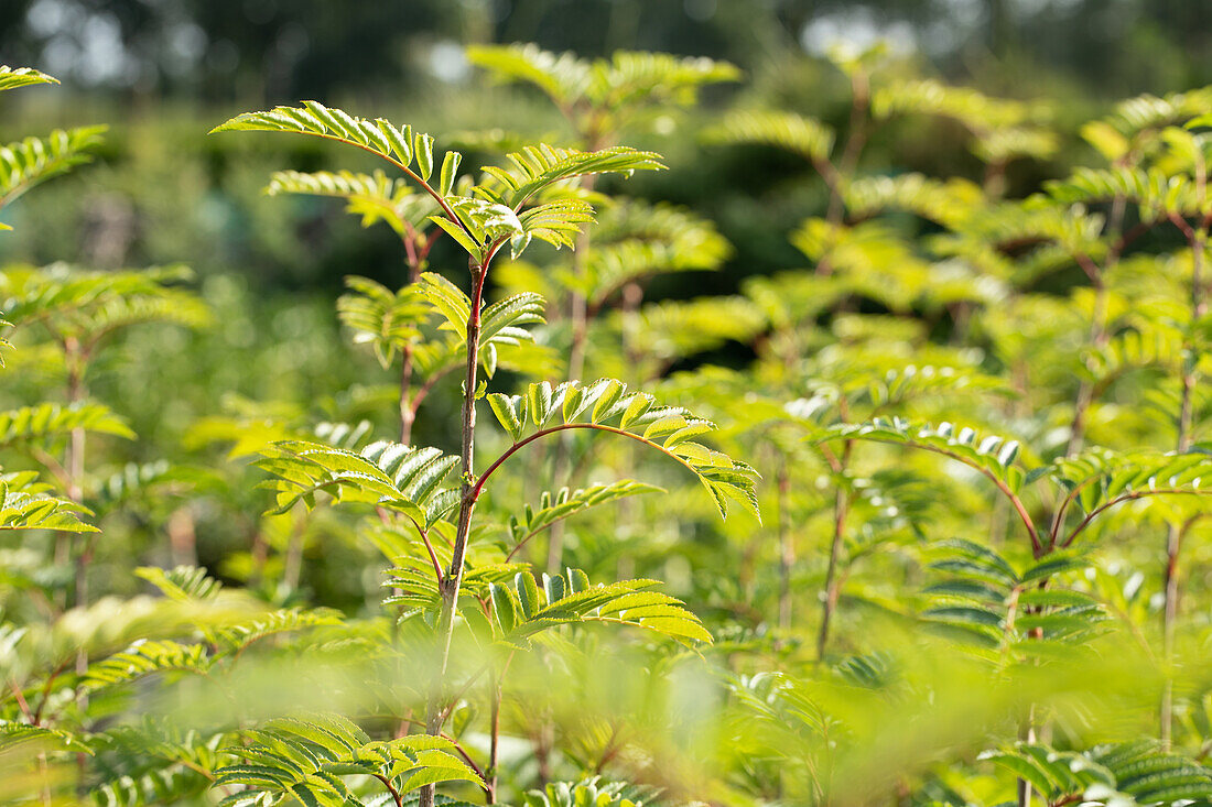 Sorbus 'Joseph Rock'