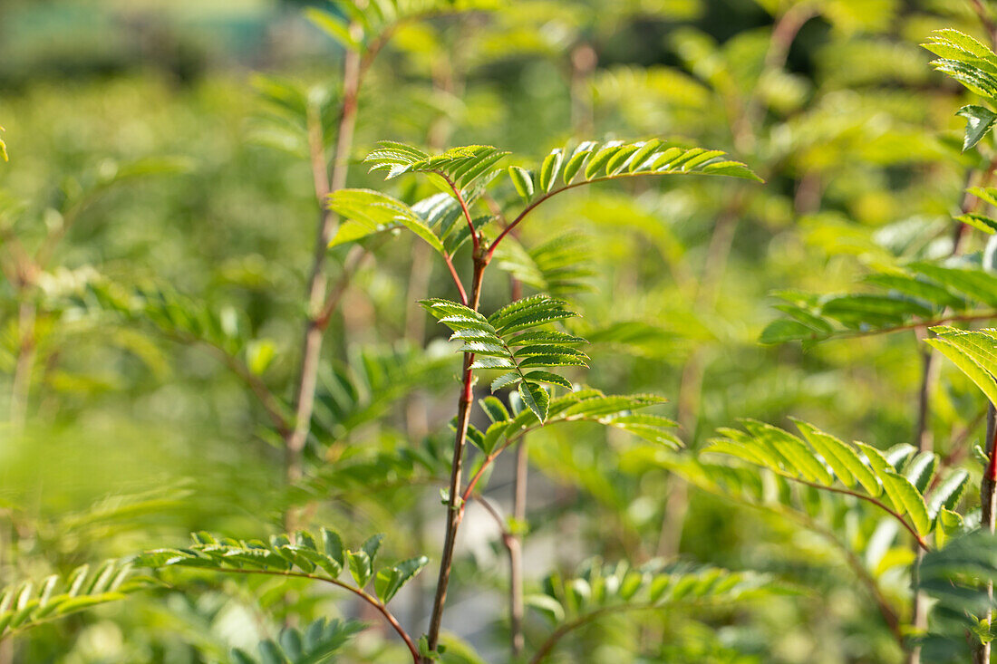 Sorbus 'Joseph Rock'