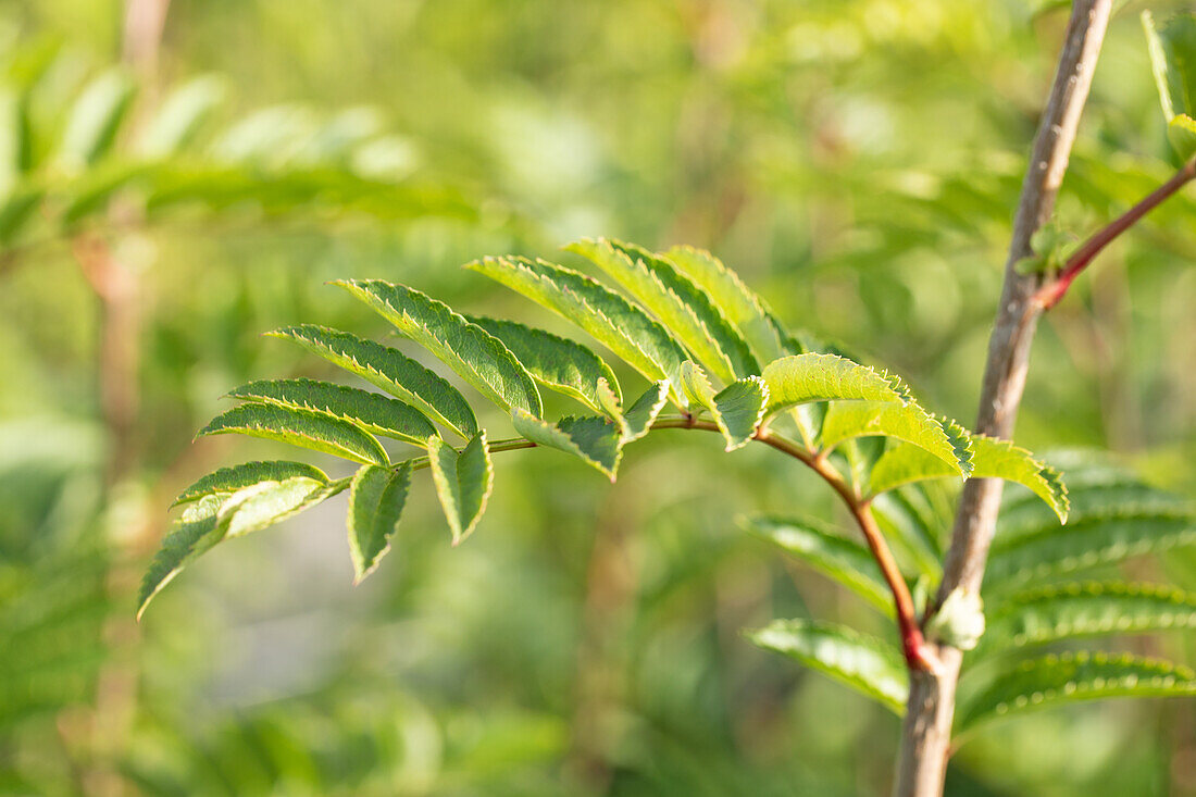 Sorbus 'Joseph Rock'