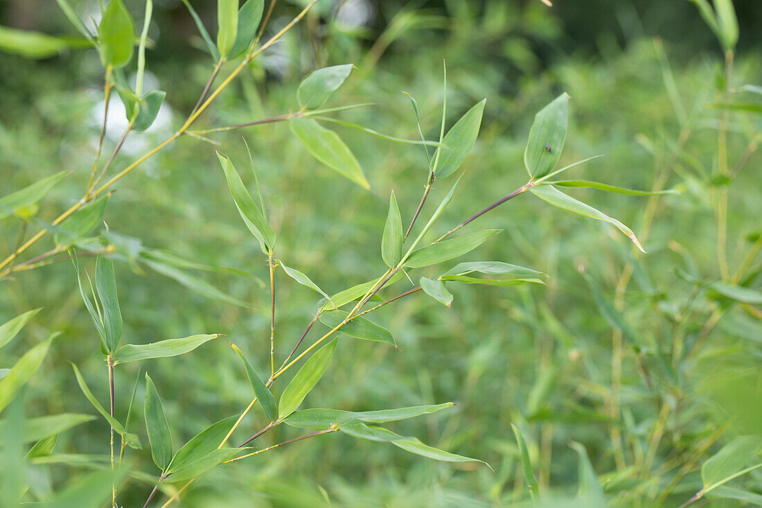 Fargesia murielae 'Jumbo'