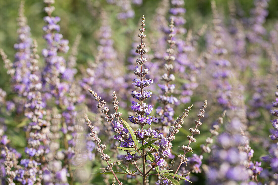 Vitex agnus-castus f. latifolia