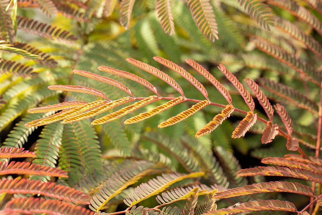 Albizia julibrissin 'Ernest Wilson'