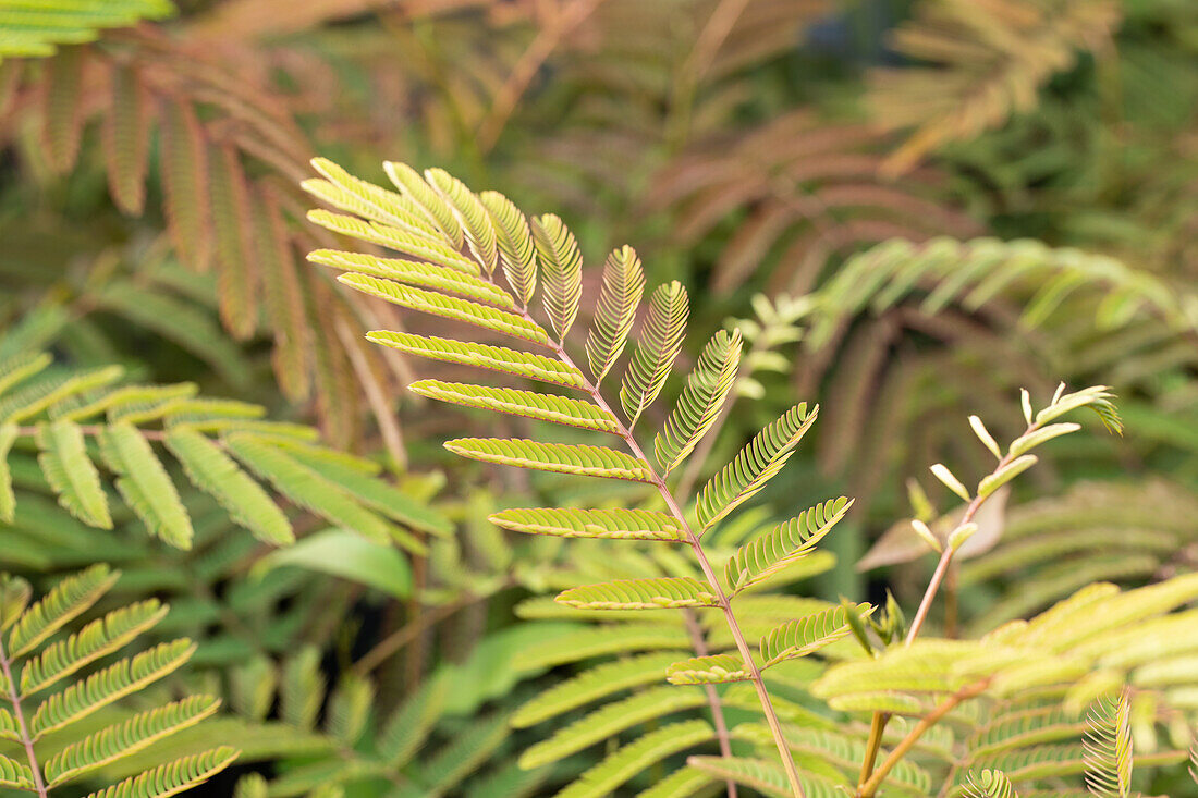 Albizia julibrissin 'Ernest Wilson'