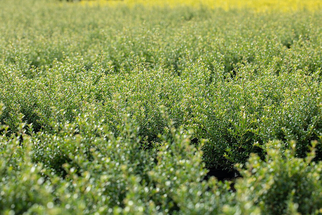 Ilex crenata 'Convexa'