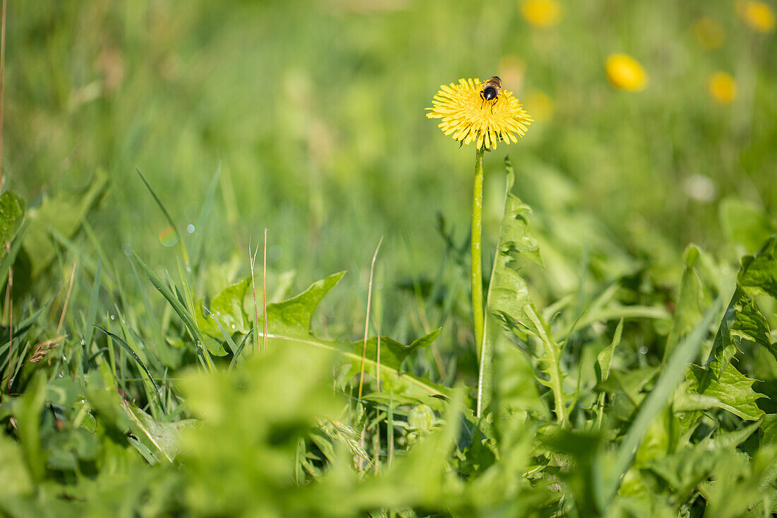 Taraxacum officinale