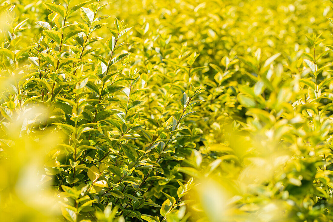 Ligustrum ovalifolium 'Aureum'