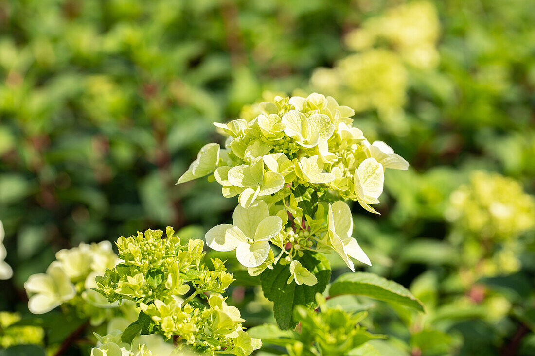 Hydrangea paniculata