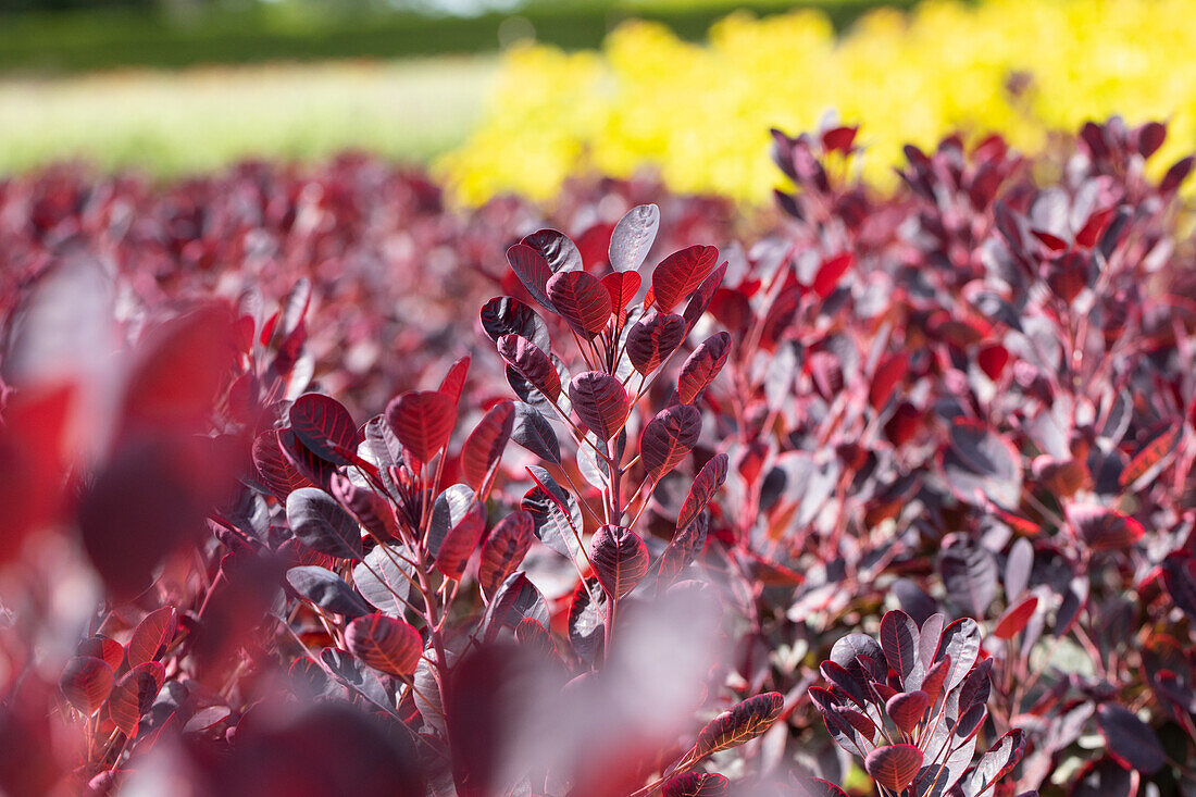 Cotinus coggygria 'Royal Purple'