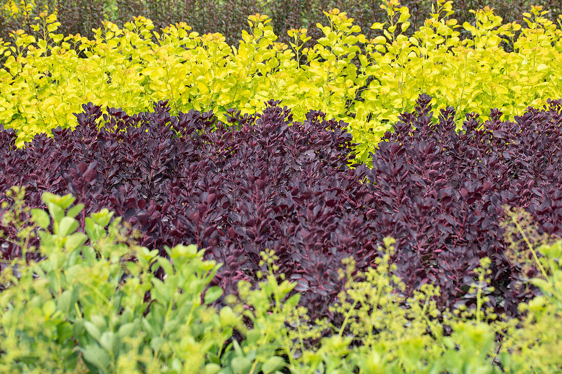 Cotinus coggygria 'Royal Purple'