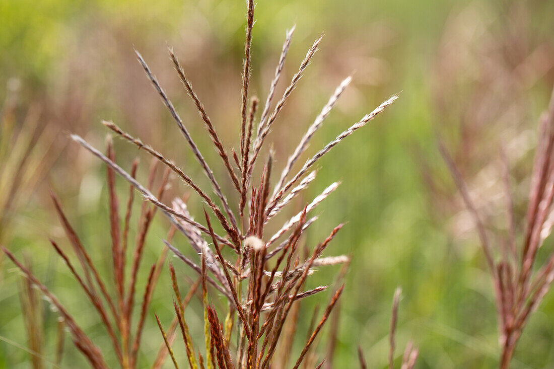 Miscanthus sinensis 'Ferner Osten'